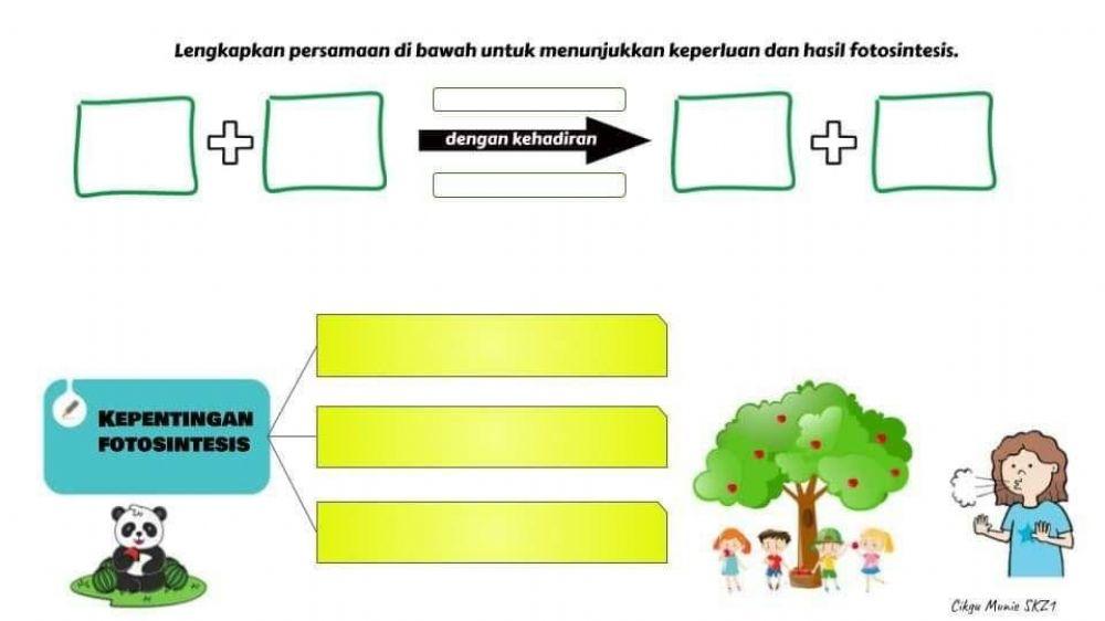 Persamaan dan Kepentingan Fotosintesis