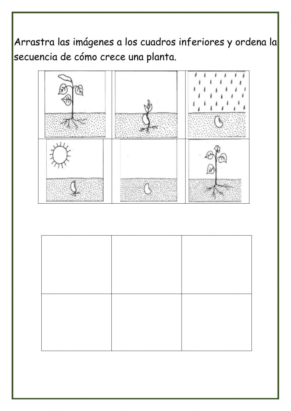 Secuencia de una planta