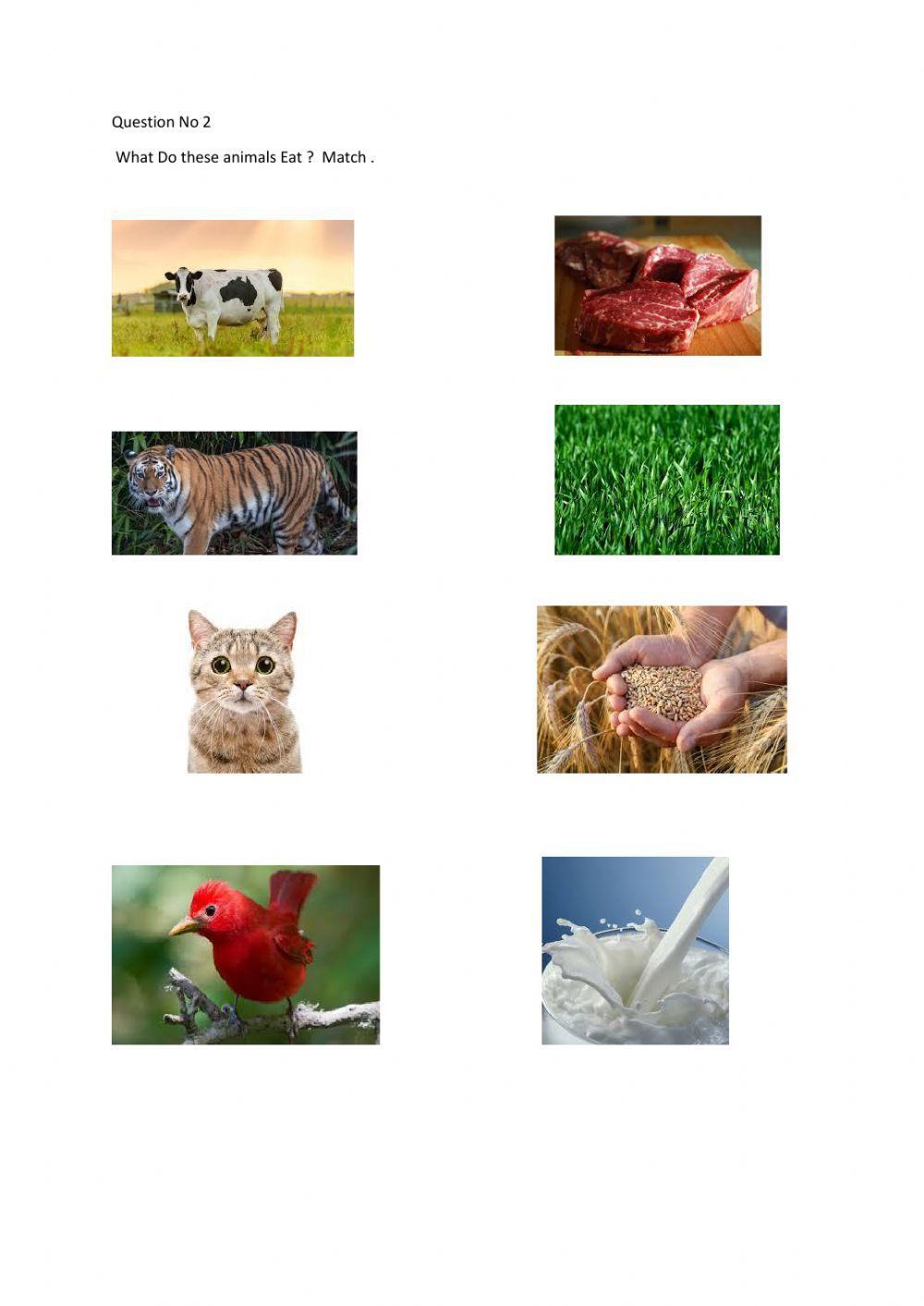 Animals