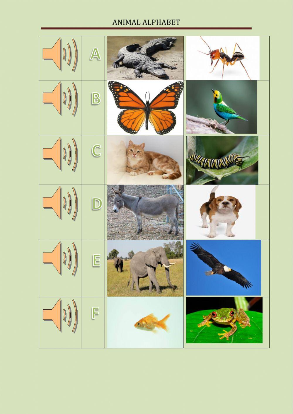 Animal Alphabet  Repaso A- L
