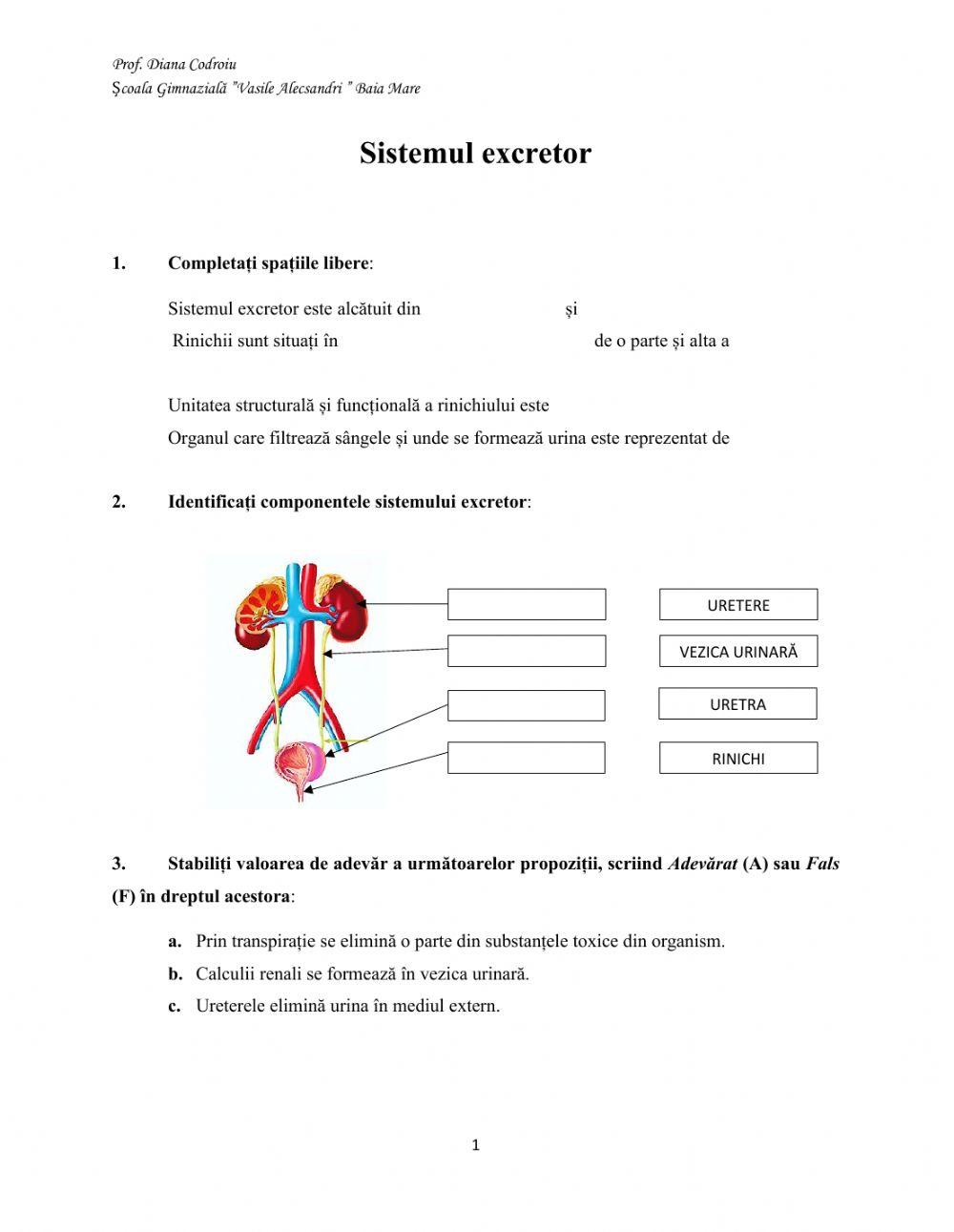 Sistemul excretor la om Sistemul excretor la om