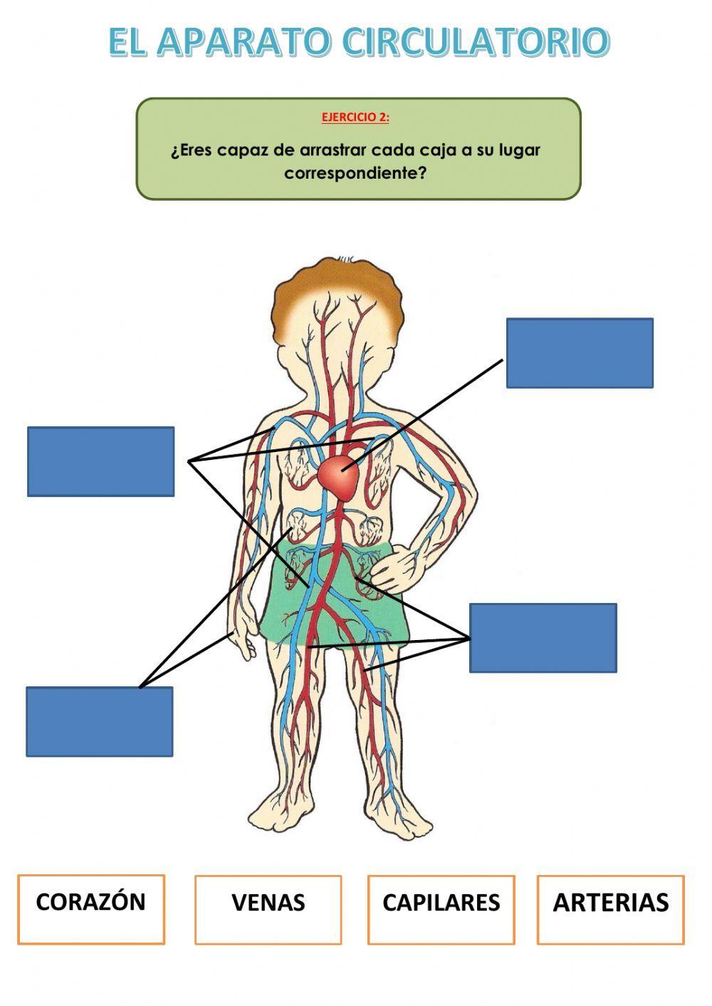 El Aparato Circulatorio