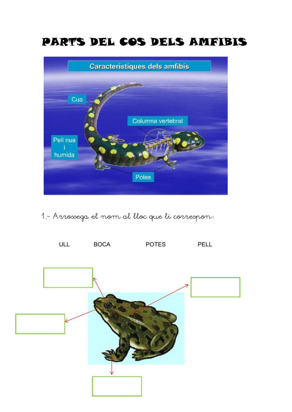 Parts del cos dels amfibis