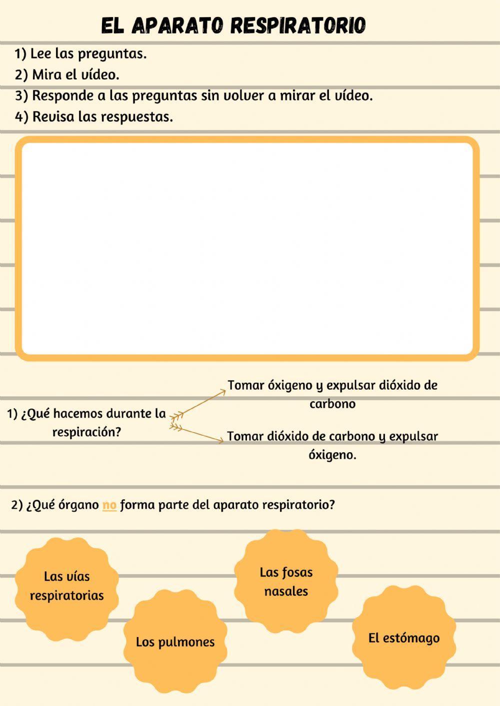 El aparato respiratorio