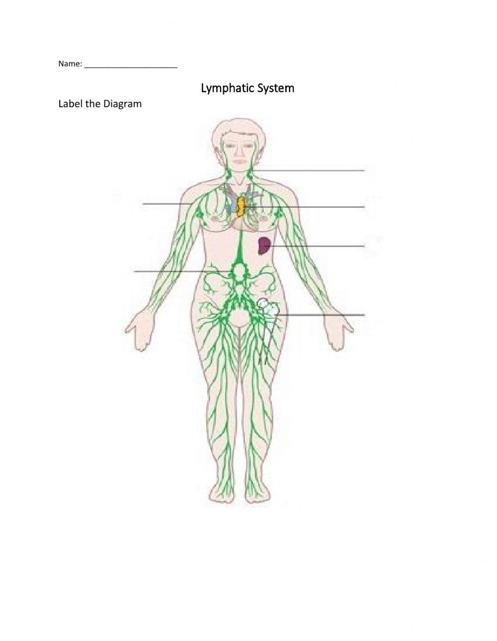 Lymphatic System Worksheet Online Exercise For Live Worksheets Lymphatic System Worksheet Online Exercise For Live Worksheets