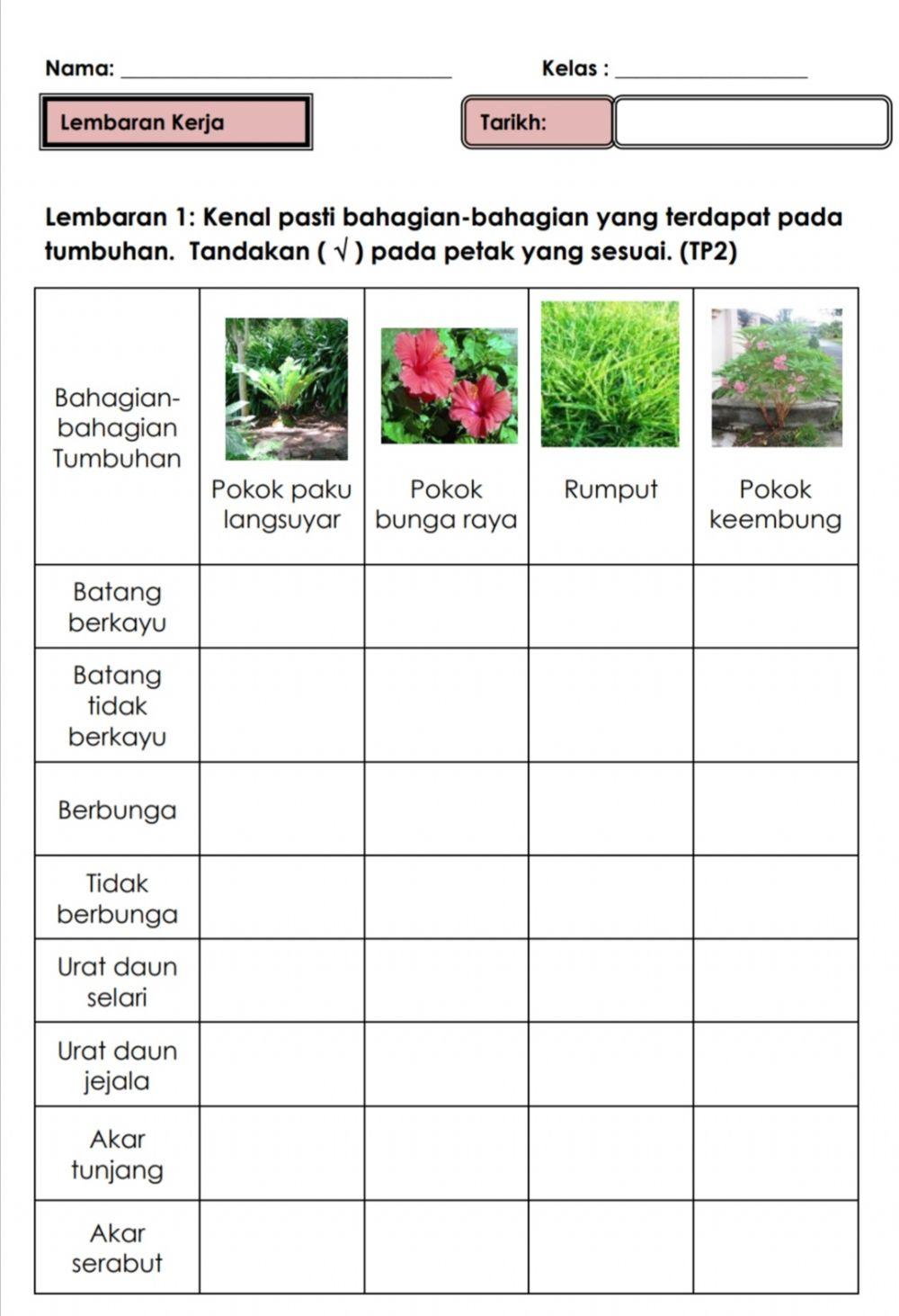 Sains tahun 1 (tumbuh-tumbuhan)