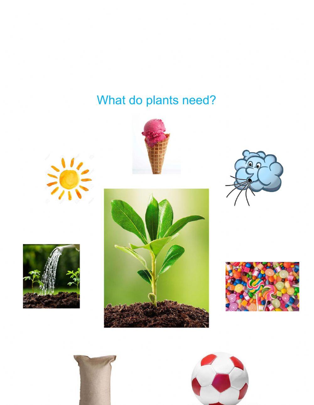 Plants review activity Live Worksheets