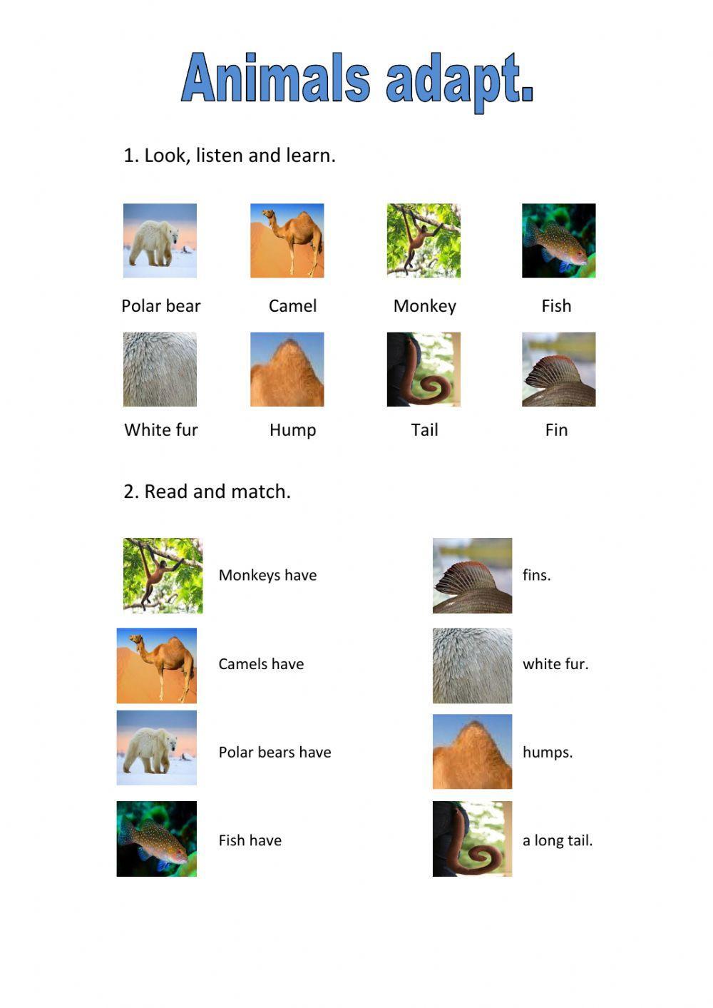 Animals adaptations