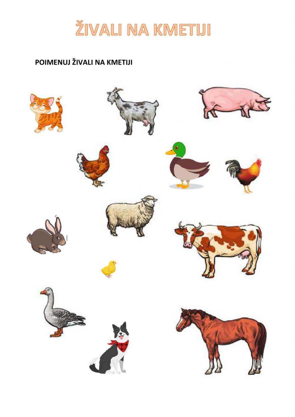 Živali na kmetiji