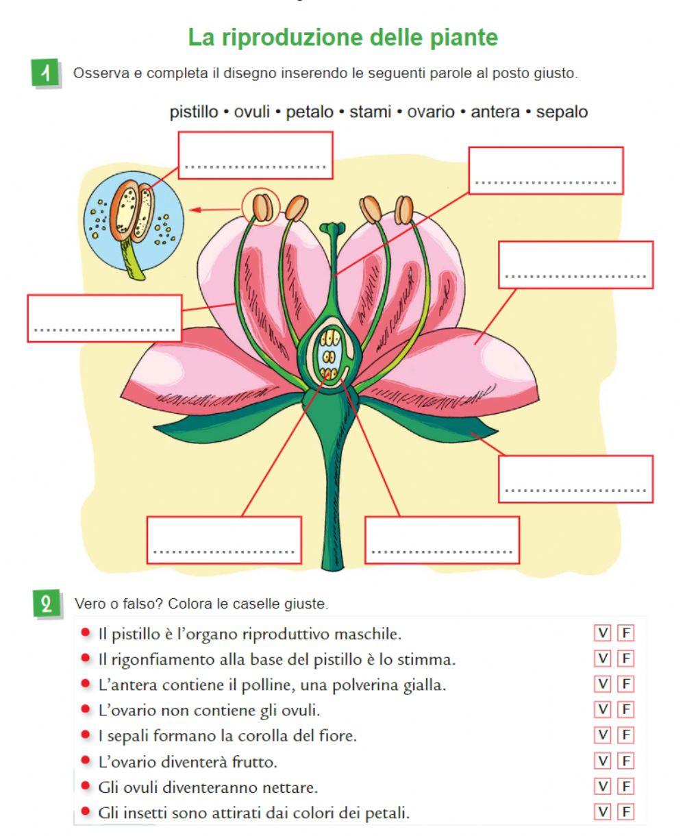 Il fiore