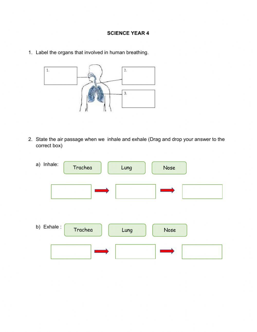 Science Year 4 - Human