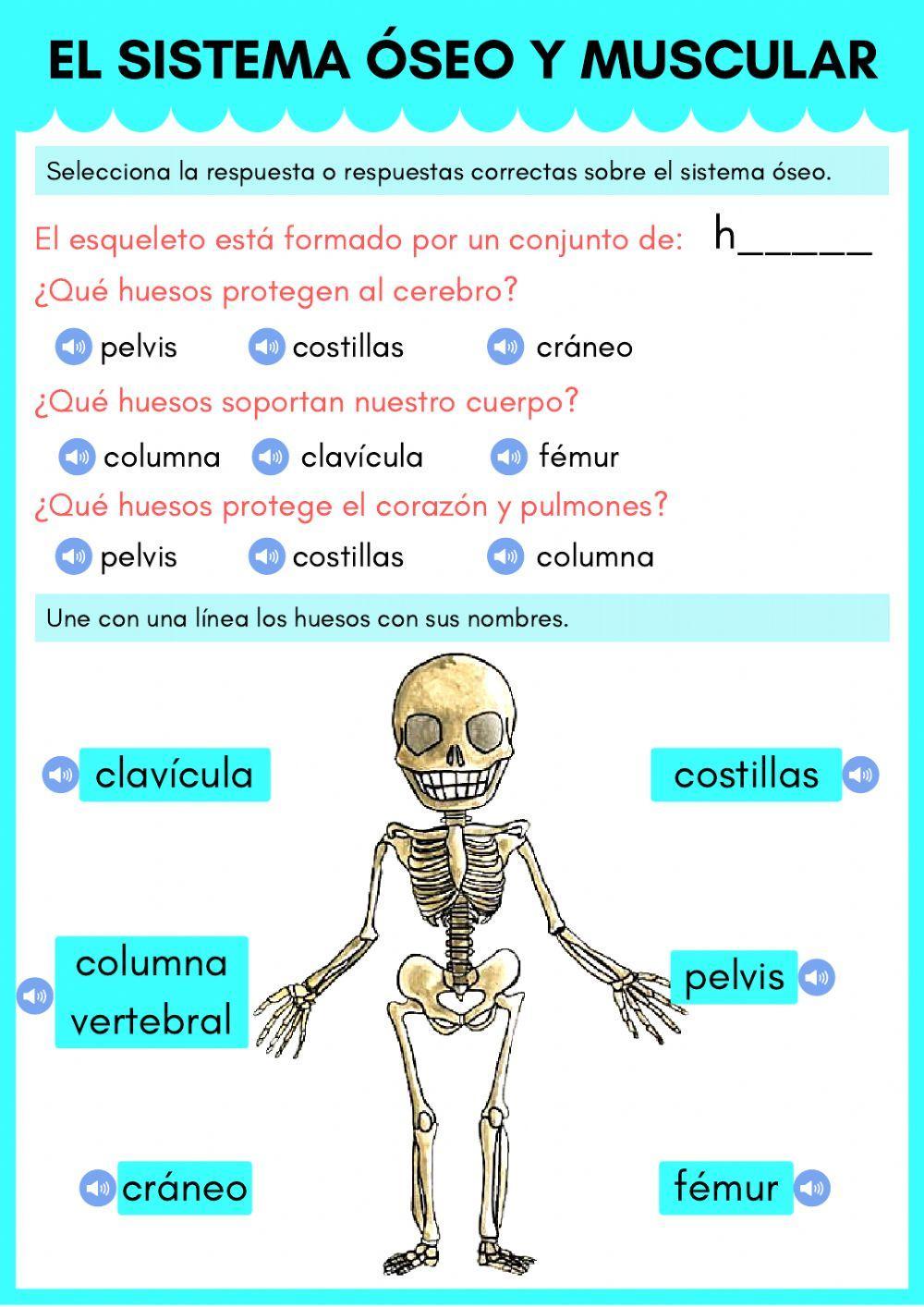 Sistema óseo y muscular