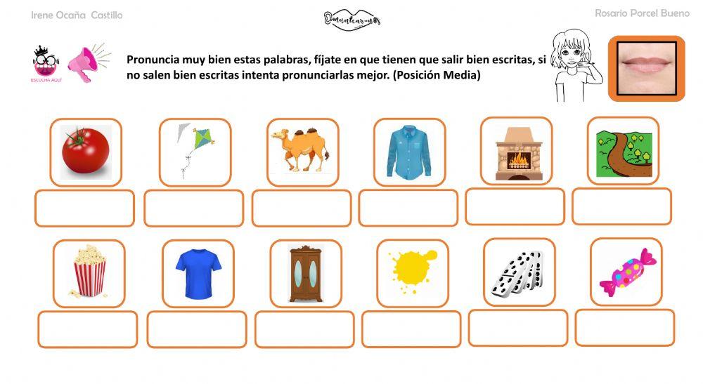 Articulación M media