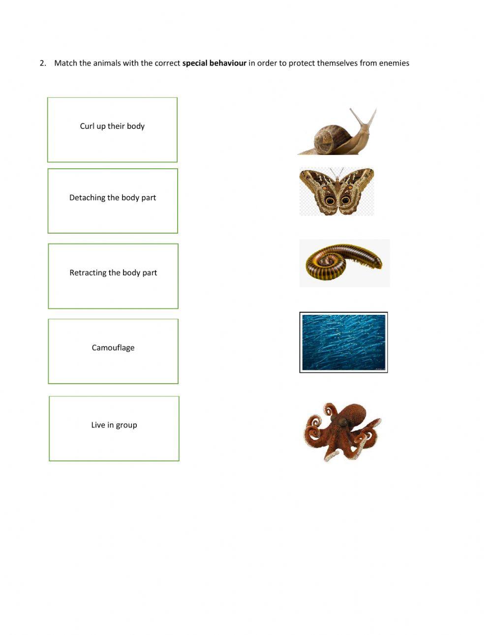 Science Year 5 - Animals