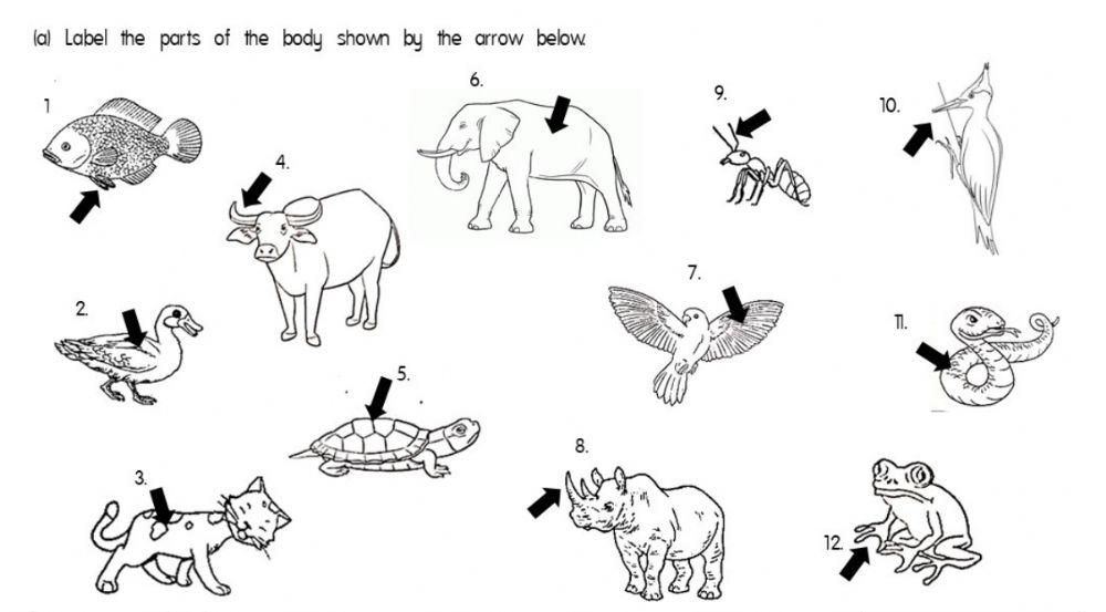Parts of animals