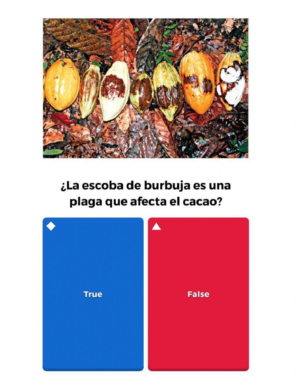 Boom cacaotero del ecuador