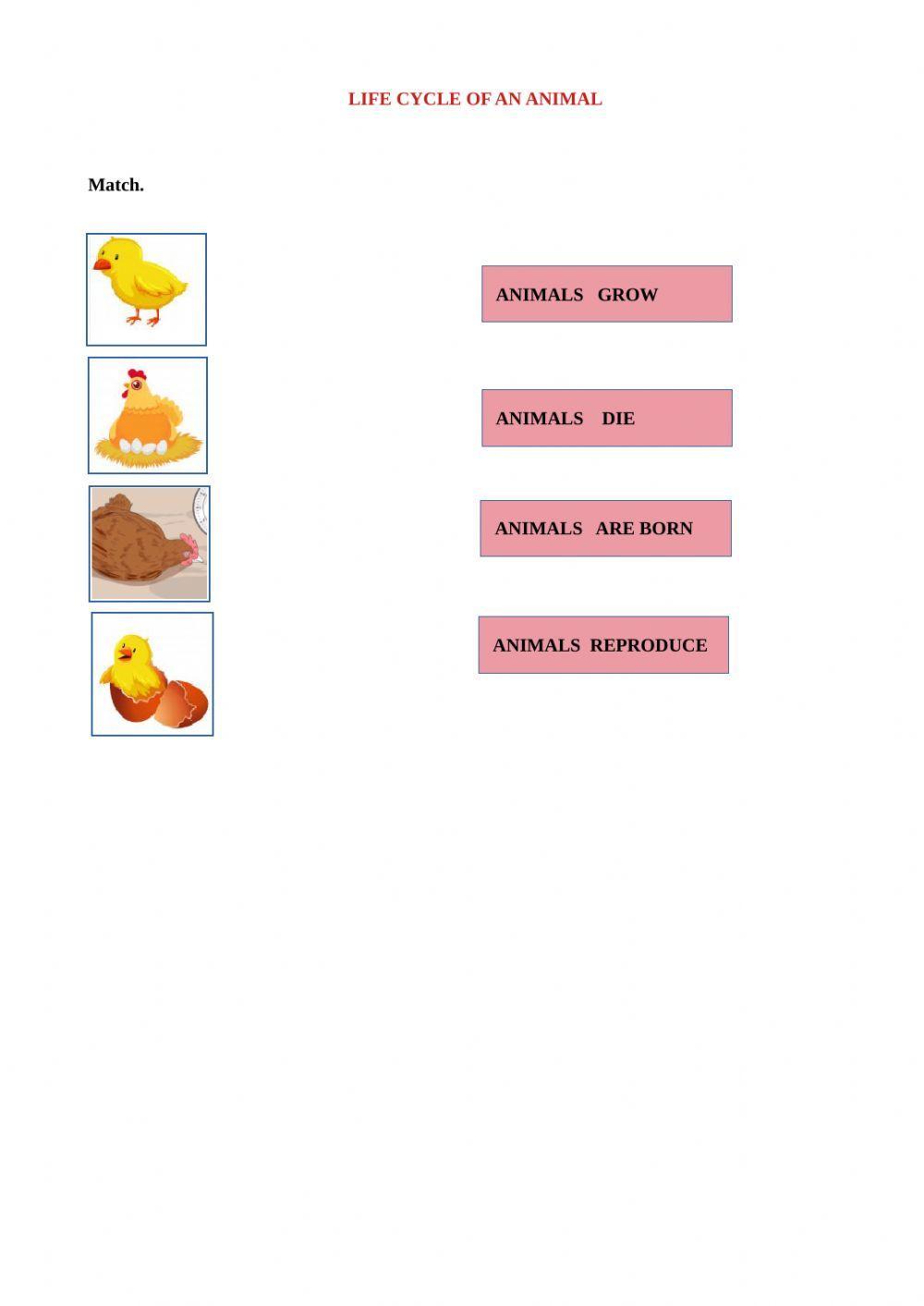 Life cycle of an animal