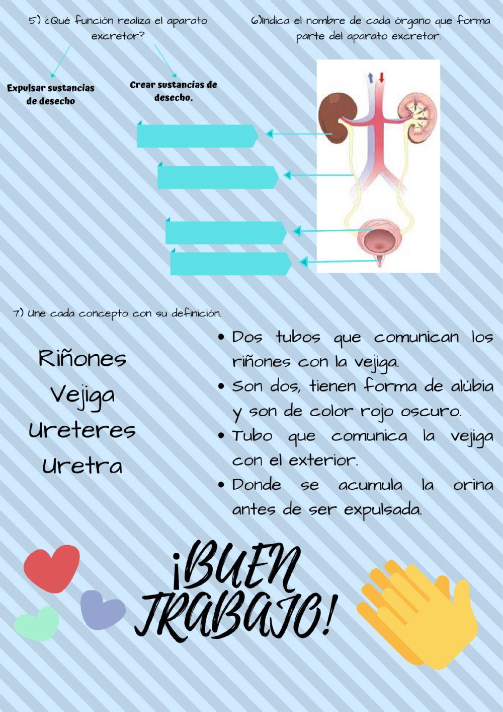 El aparato circulatorio y excretor