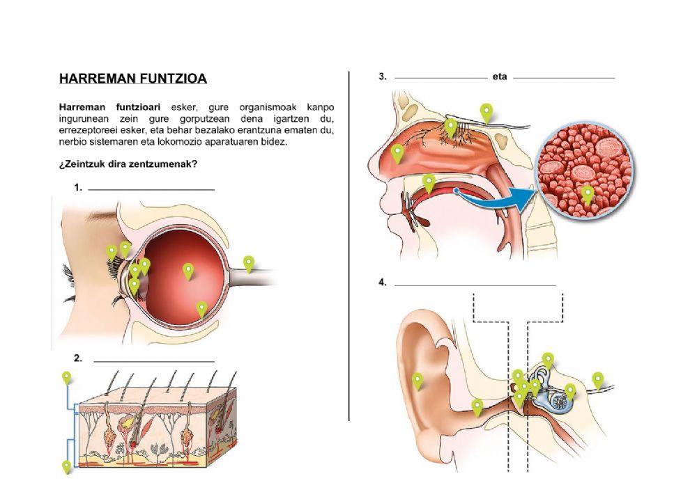 Gizakiak eta osasuna 2