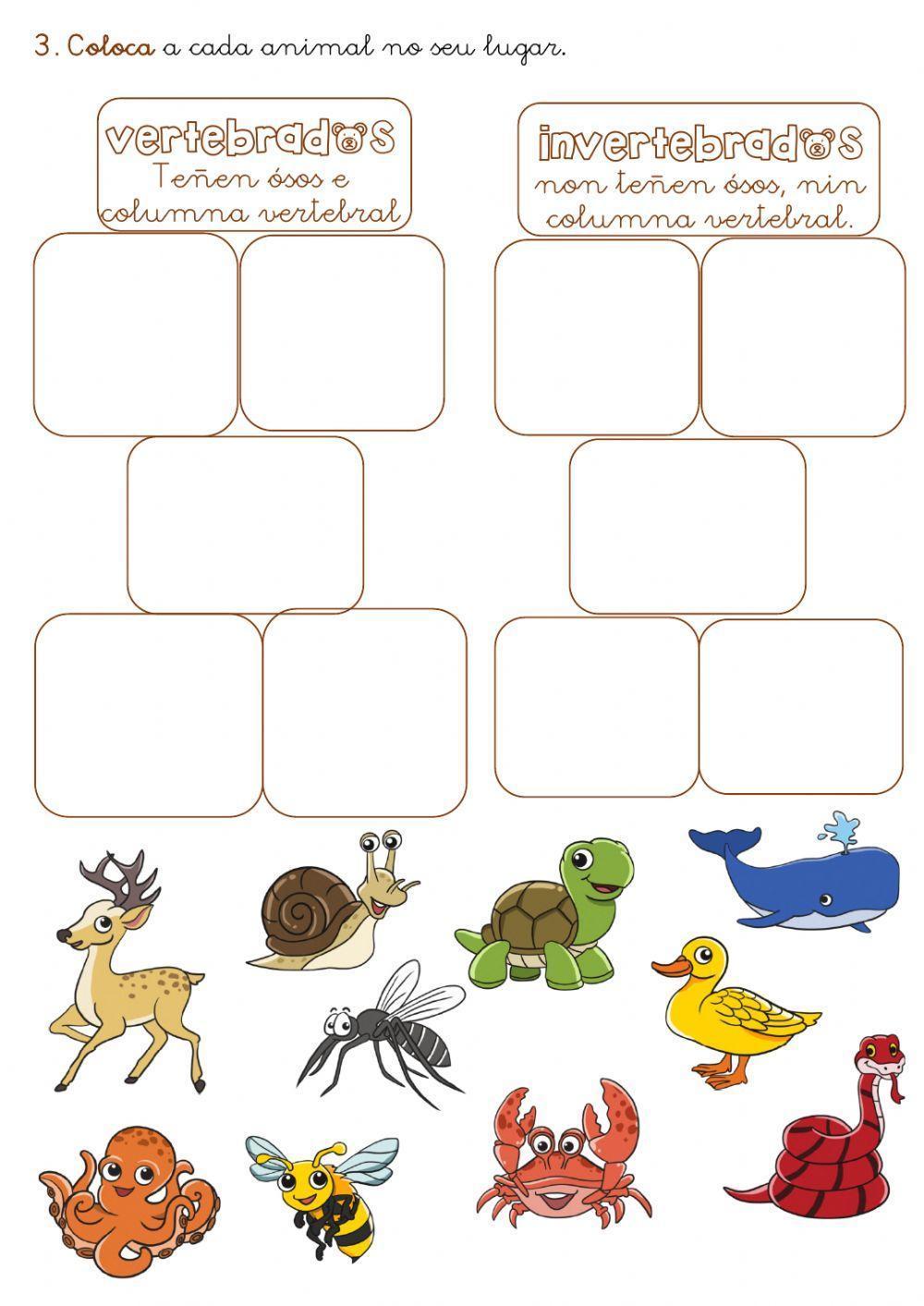 Vertebrados e invertebrados