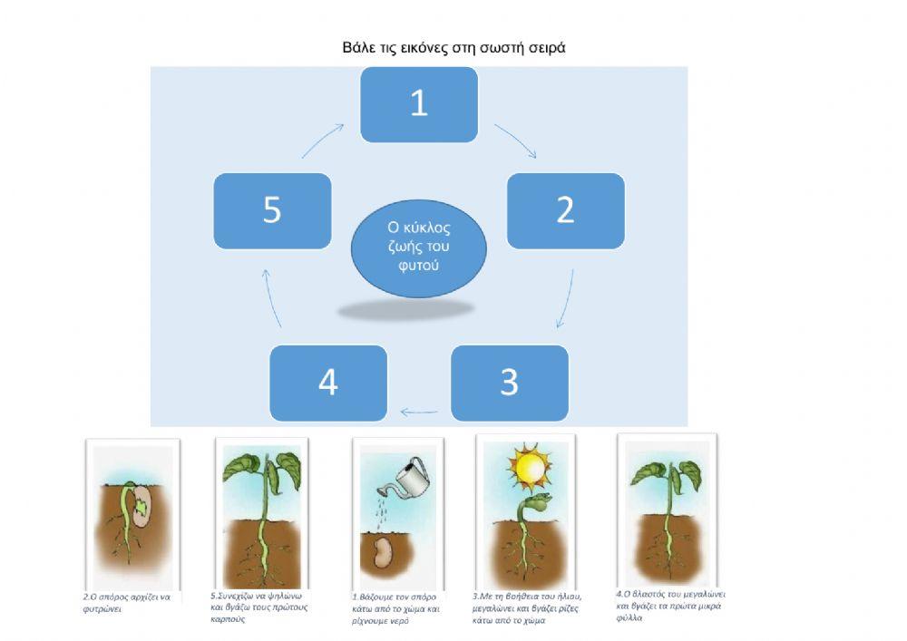 Ο κύκλος ανάπτυξης του φυτού