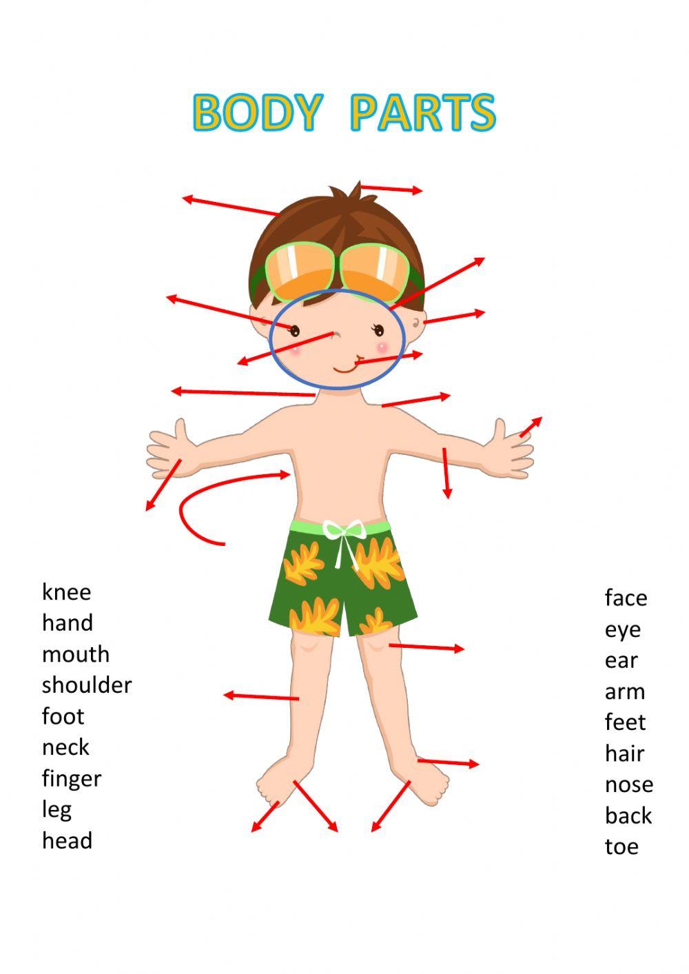 body-parts-online-exercise-for-primero-de-primaria-live-worksheets