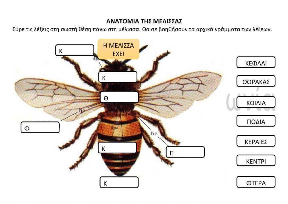 Ανατομια της μέλισσας