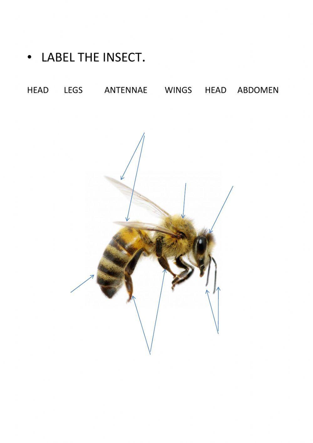Insects Insects