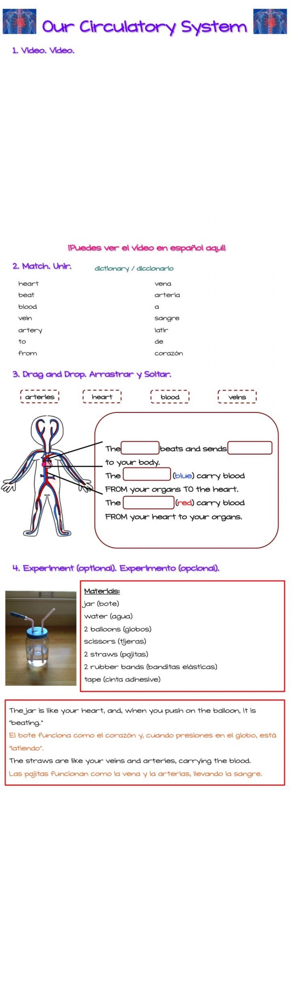 Our Circulatory System Our Circulatory System