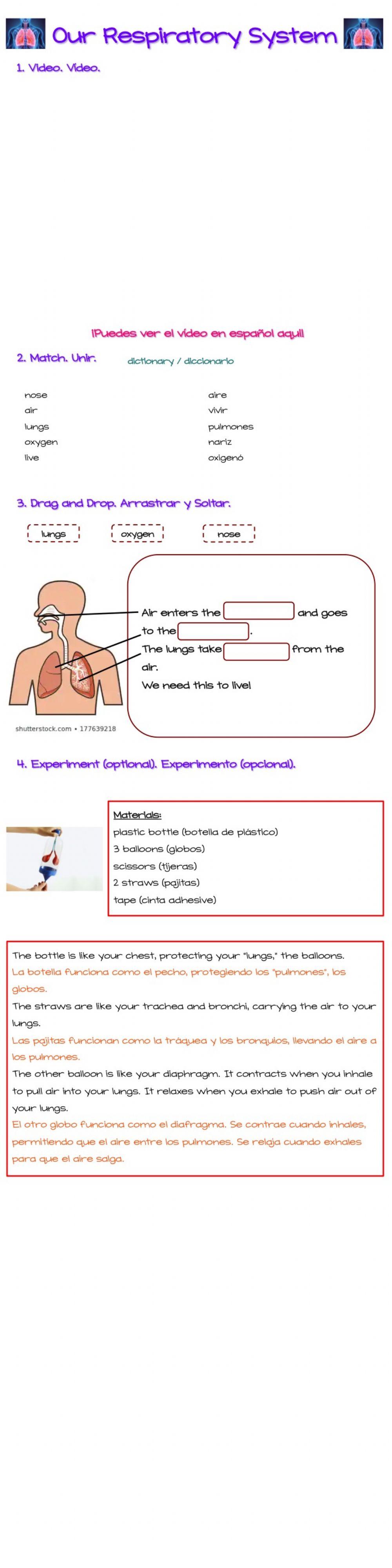 Our Respiratory System Our Respiratory System