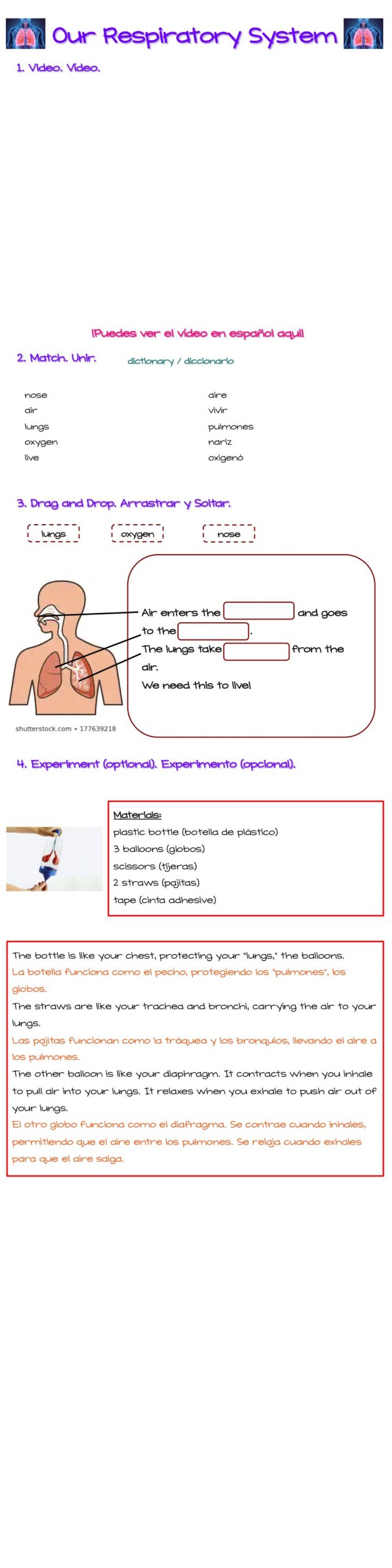 Our Respiratory System