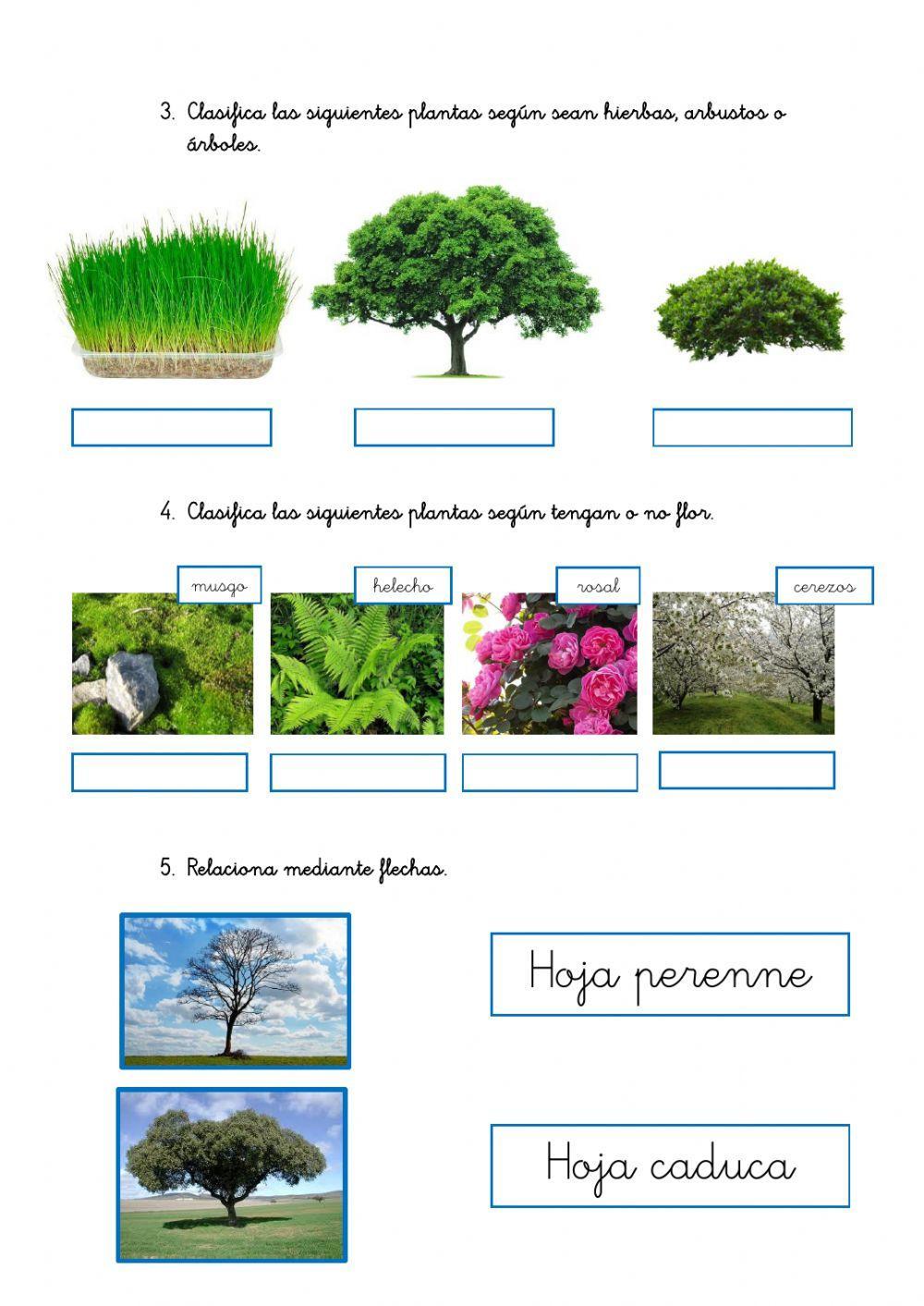 Las plantas