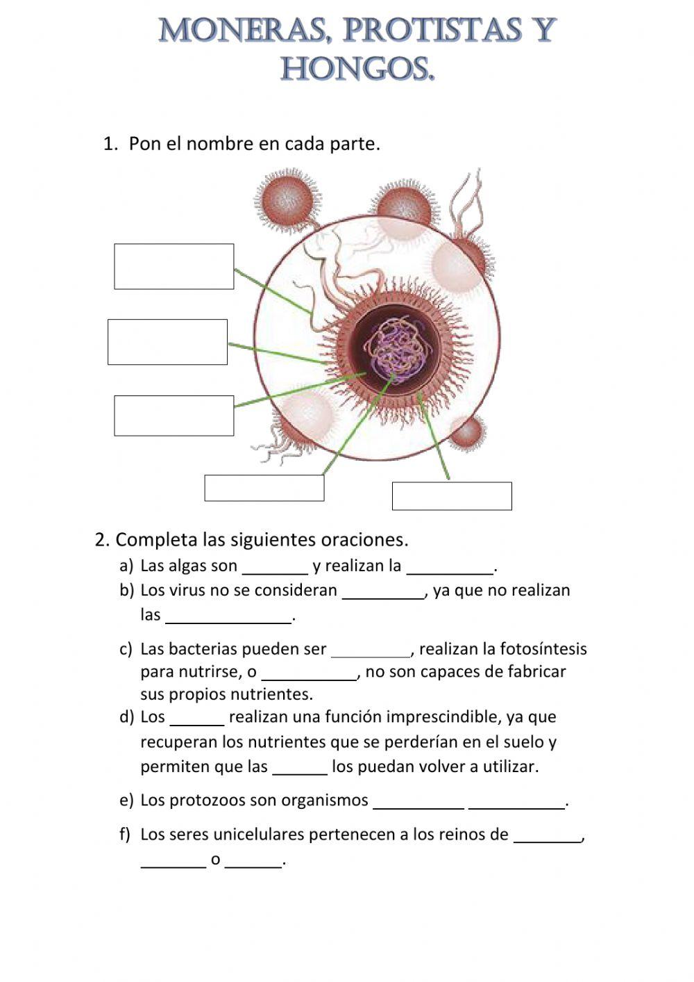 Moneras, Protis… | Free Interactive Worksheets | 5661330