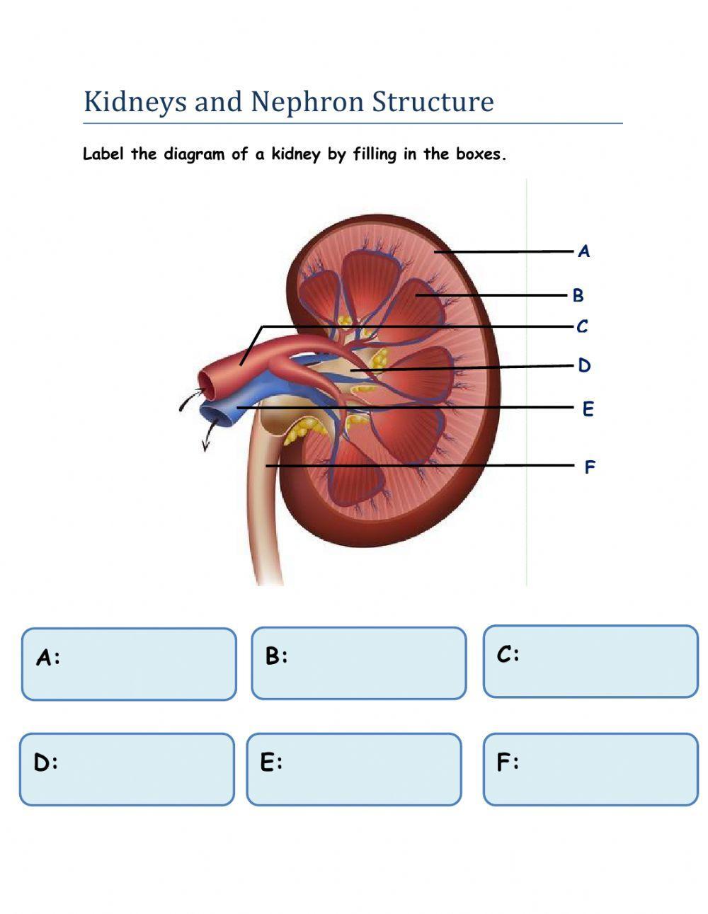 Kidney and Nephron Structure