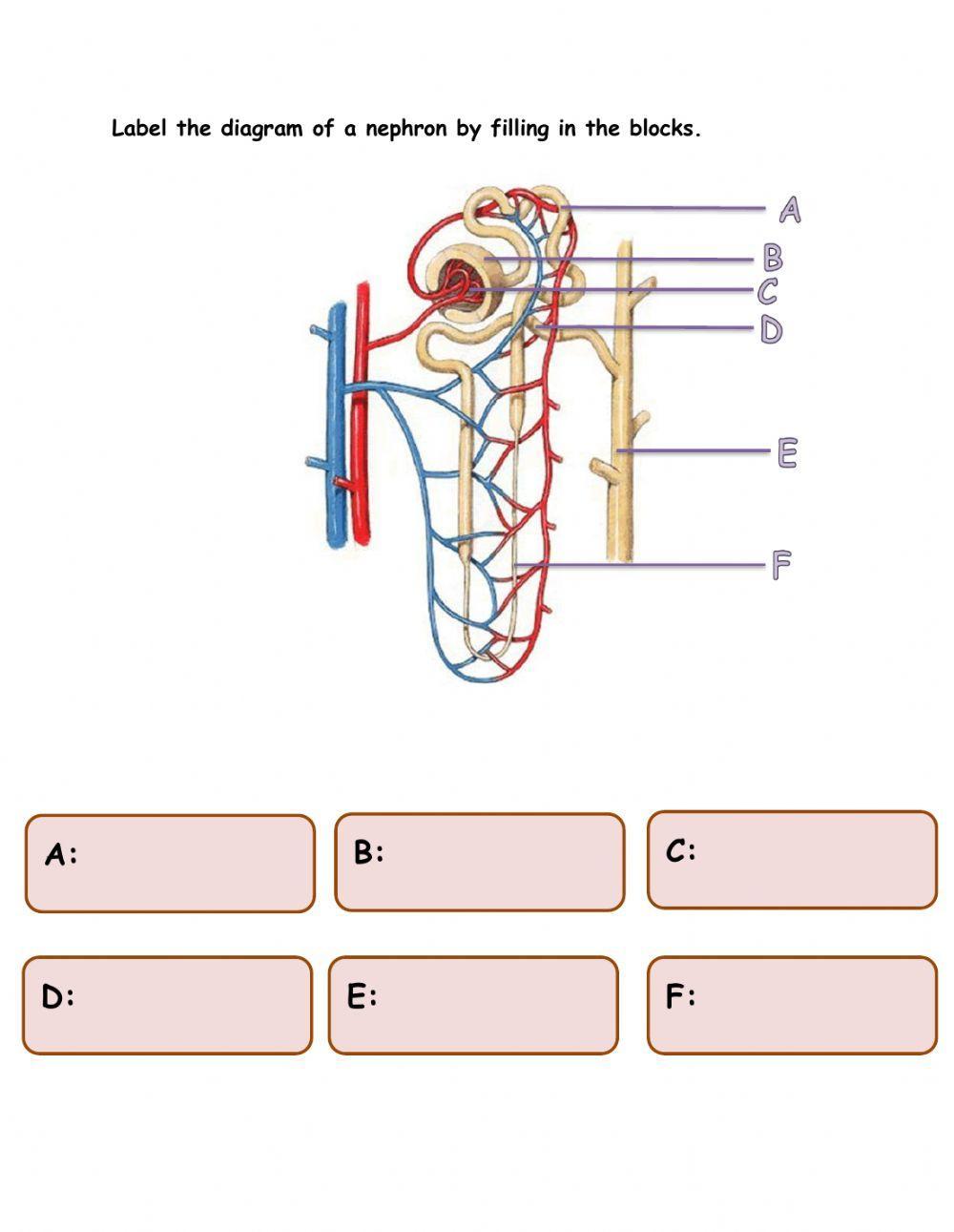 Kidney and Nephron Structure
