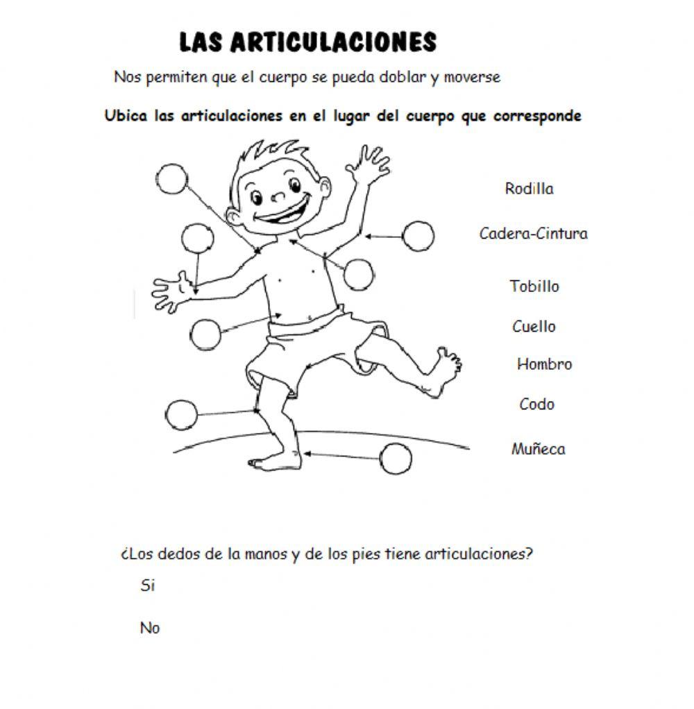 Articulaciones