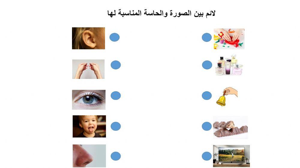 الحواس الخمسة الحواس الخمسة