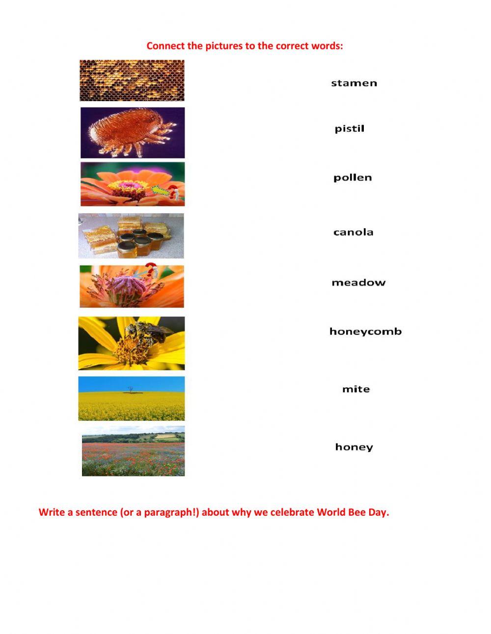 Let's Celebrate World Bee Day!