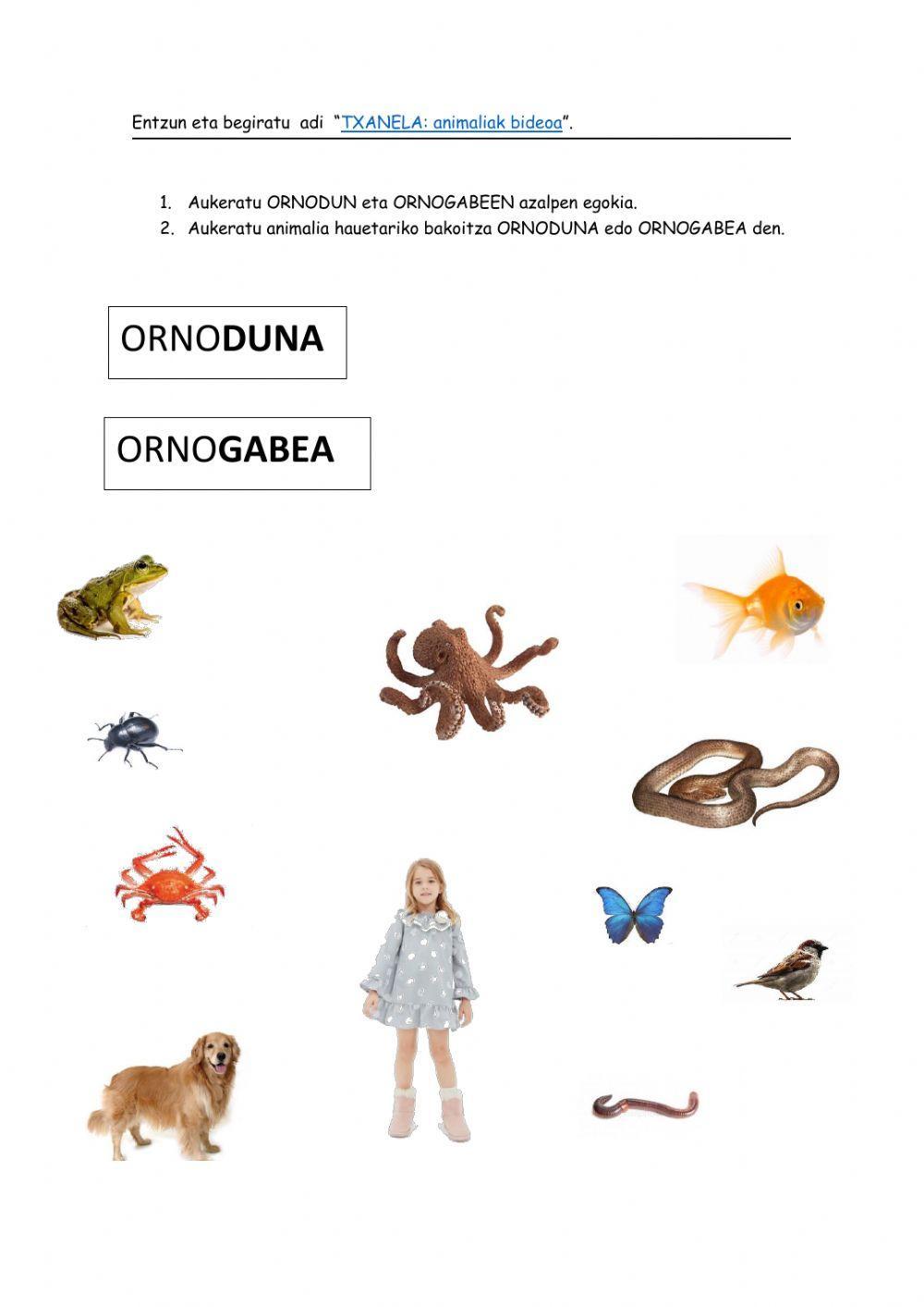 Ornodunak eta ornogabeak Ornodunak eta ornogabeak