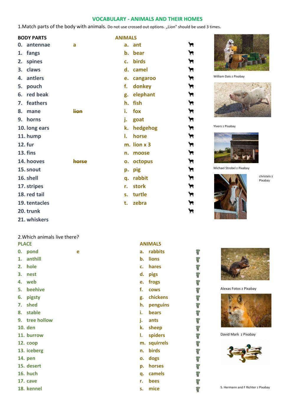Animals and their homes