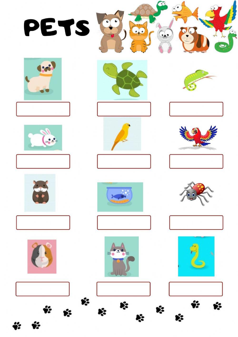 192555 Pets AfricaR LiveWorksheets