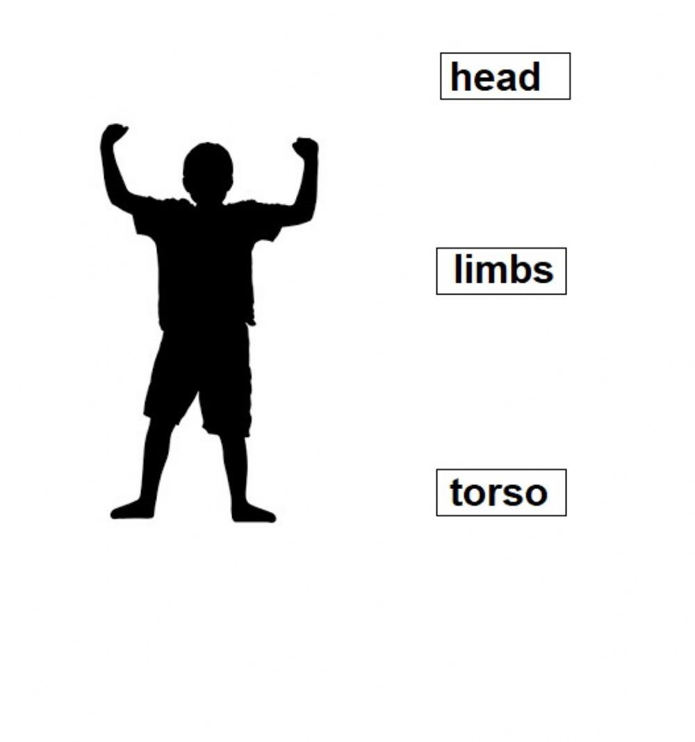 My body: Head, limbs and torso.