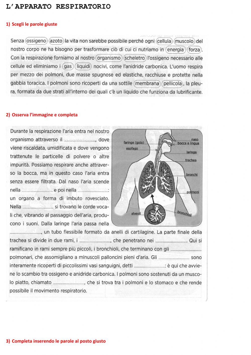 App. respiratorio