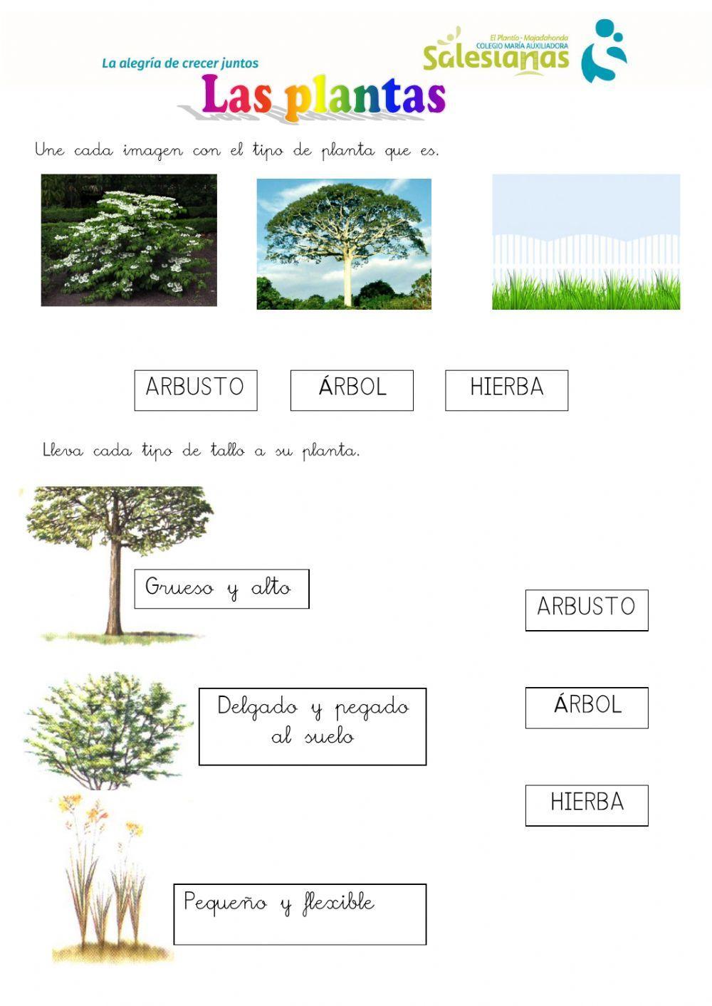 Tipos de plantas