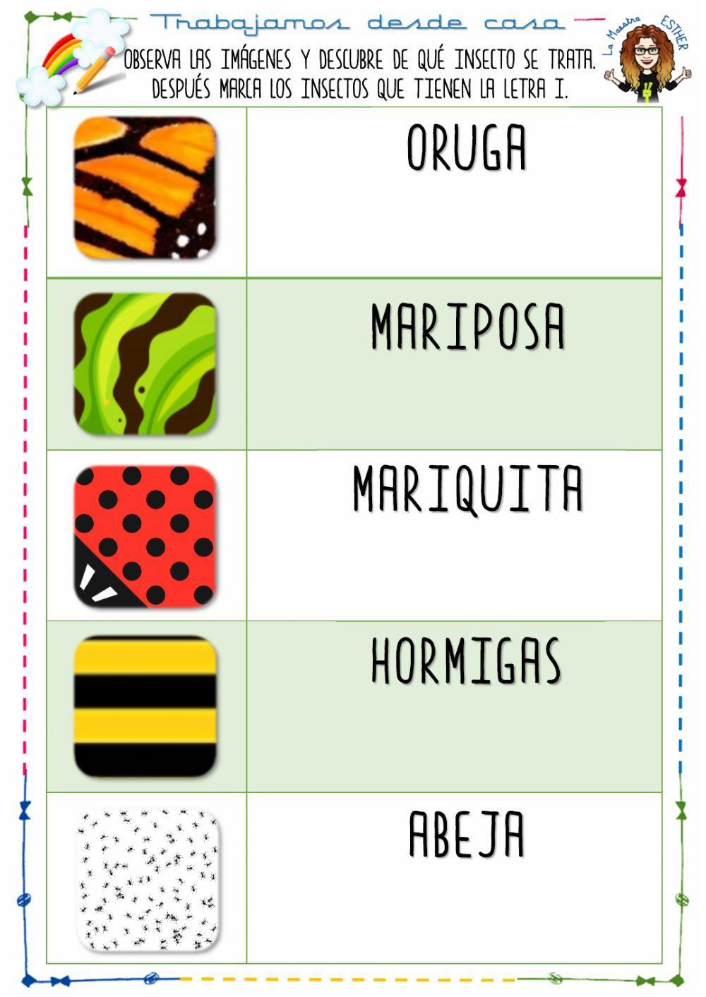 Vocabulario Insectos