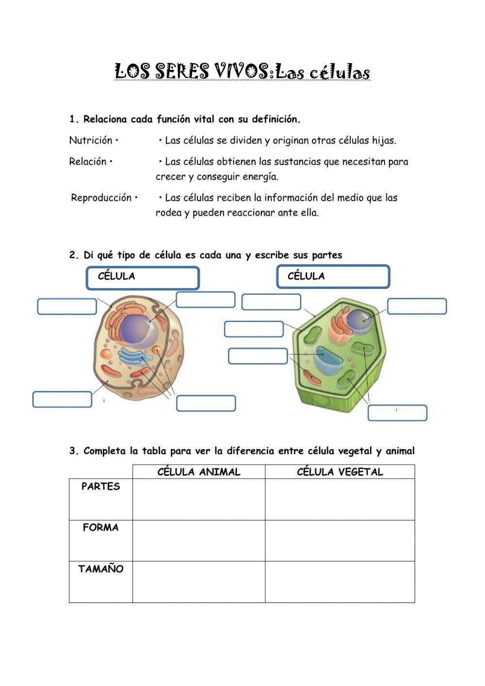 LA CÉLULA LA CÉLULA