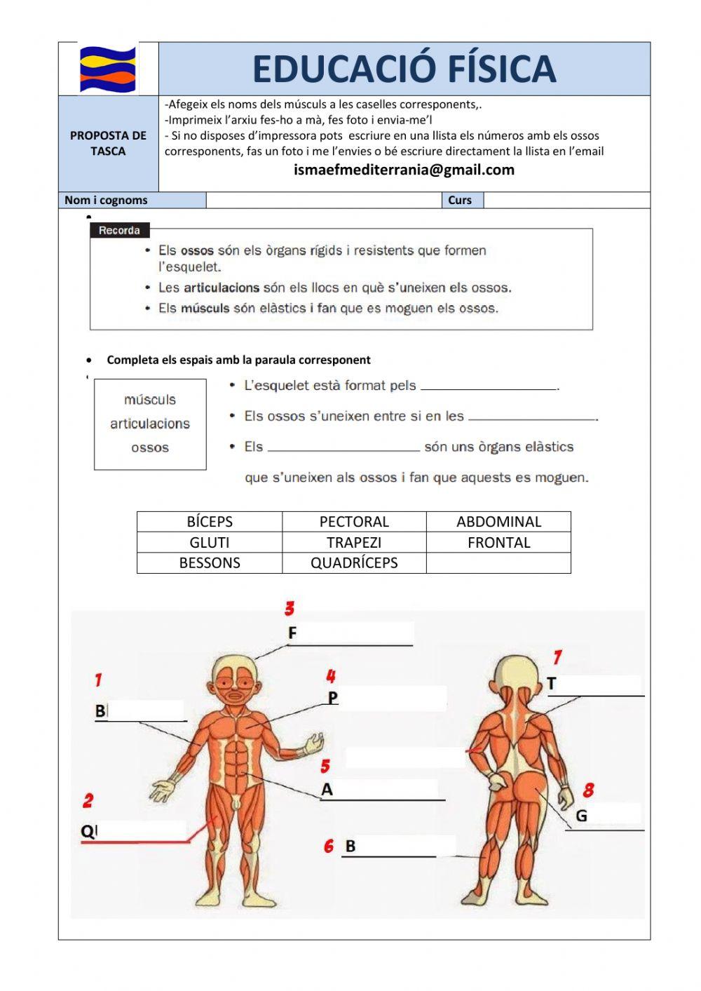 Els músculs cicle inicial