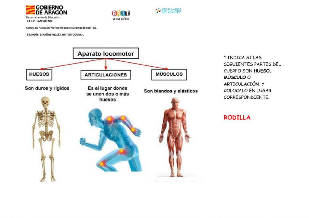 ficha cuerpo humano