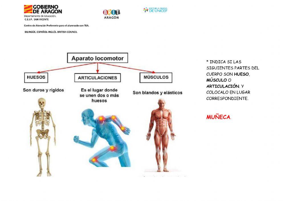 ficha cuerpo humano