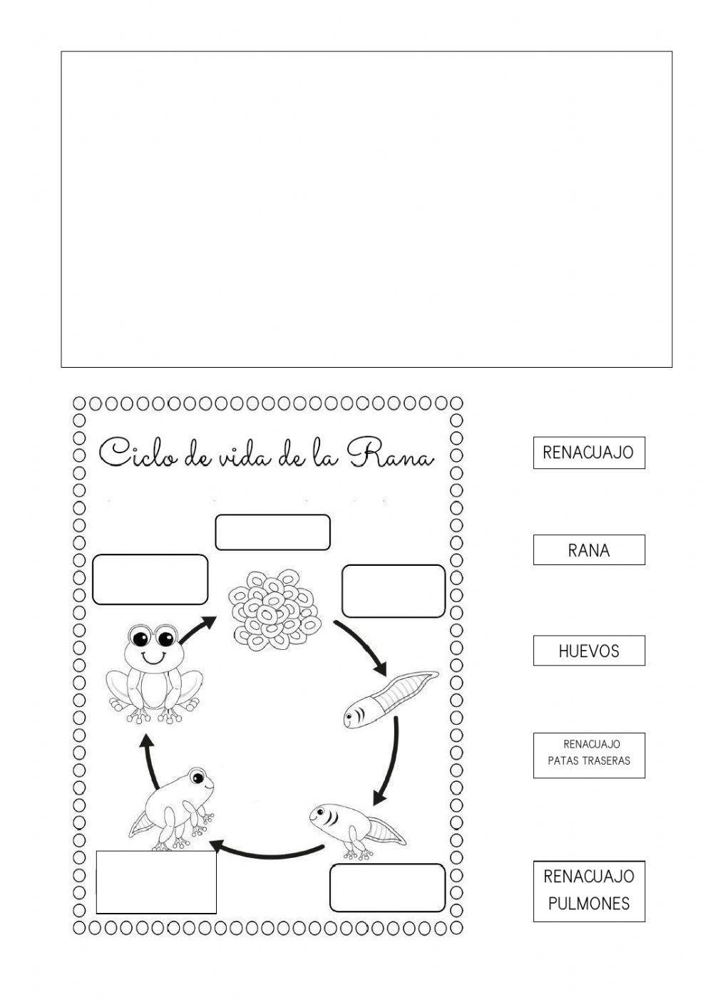 Ciclo de vidade… | Free Interactive Worksheets | 194953, image size:1000x1413